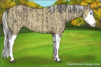 Horse Color:Smoky Grullo Sabino Splash and Silver Smoky Grullo Sabino Splash