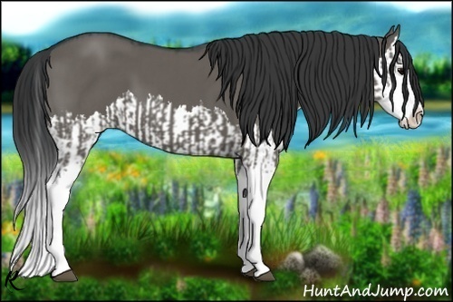 Horse Color:Grullo Sabino Splash  and Grullo Sabino Splash 