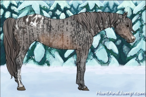 Horse Color:Brown Rabicano  and Brown Appaloosa Rabicano 