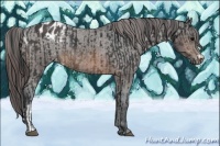 Horse Color:Brown Rabicano  and Brown Appaloosa Rabicano 