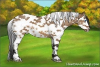 Horse Color:Bay Dun Splash Tobiano