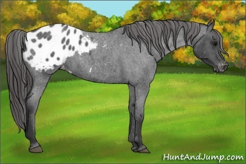 Horse Color:Blue Roan Appaloosa 