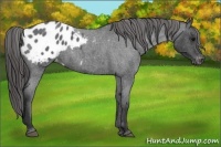 Horse Color:Blue Roan Appaloosa 