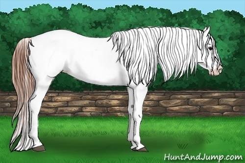 Horse Color:Bay Roan Near Leopard 