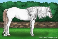 Horse Color:Bay Roan Appaloosa 