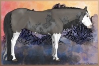 Horse Color:Grullo Chinchilla Ice Sabino Splash and Grullo Sabino Splash