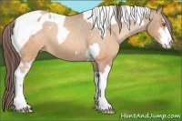 Horse Color:Sable Champagne Sabino Tobiano Appaloosa  and Sable Champagne Sabino Tobiano Appaloosa 