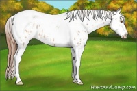 Horse Color:Sable Champagne Sabino Tobiano Appaloosa  and Sable Champagne Sabino Tobiano Appaloosa 