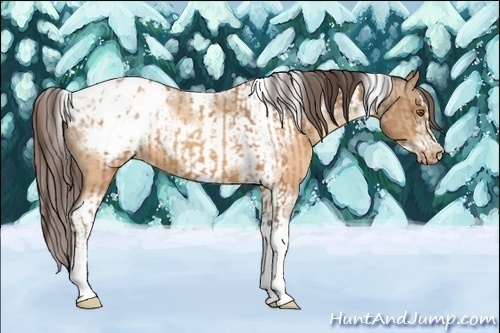 Horse Color:Sable Champagne Sabino Tobiano Varnish and Sable Champagne Sabino Tobiano Frame Varnish