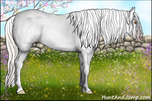 Horse Color:Gray Sable Champagne Sabino Tobiano Appaloosa and Gray Silver Sable Champagne Sabino Tobiano Appaloosa
