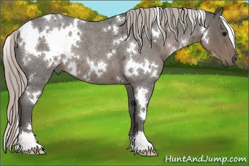 Horse Color:White Spotted Silver Blue Roan 