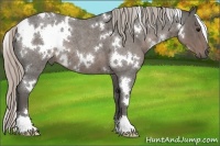Horse Color:White Spotted Silver Blue Roan 