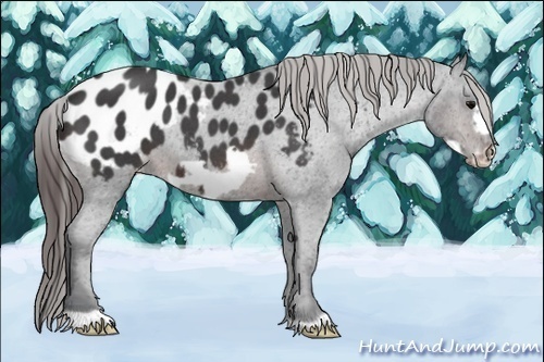 Horse Color:Brown Roan Frame Appaloosa 