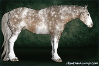 Horse Color:White Spotted Chocolate Palomino