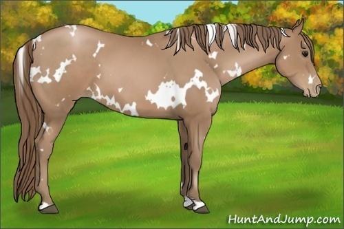 Horse Color:White Spotted Black Pearl 