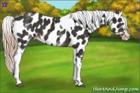 Horse Color:White Spotted Liver Chestnut Splash Tobiano Near Leopard 