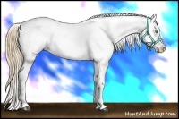 Horse Color:White Spotted Liver Chestnut Pearl Appaloosa 