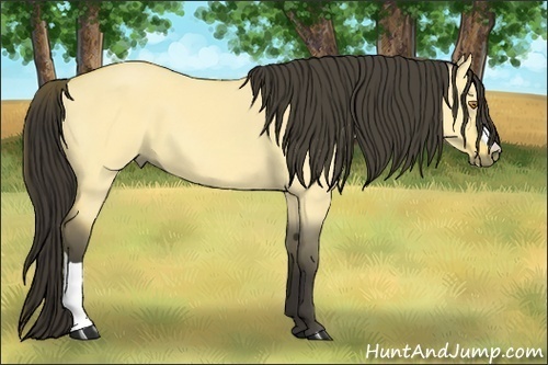 Horse Color:Buckskin Dun 