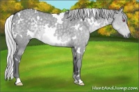 Horse Color:Painted White Spotted Chocolate Silver Grullo Chinchilla Ice Rabicano