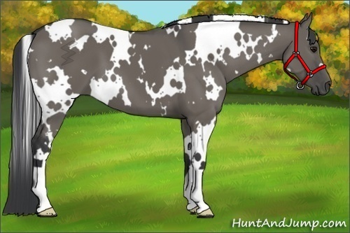 Horse Color:White Spotted Grullo