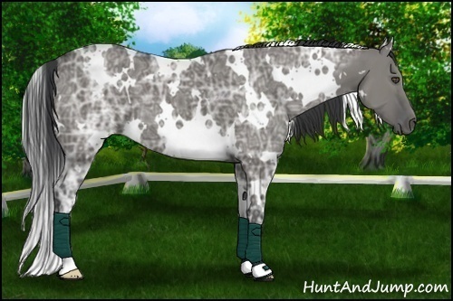 Horse Color:White Spotted Grullo Ice 