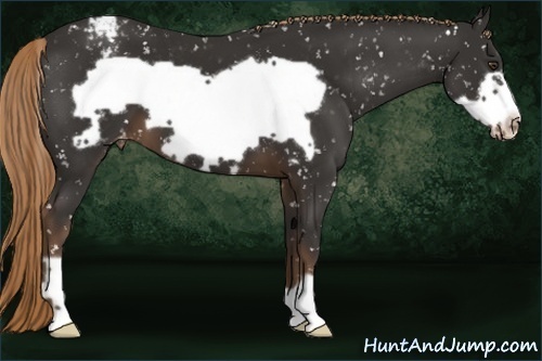 Horse Color:Liver Chestnut Frame Appaloosa 