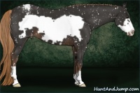 Horse Color:Liver Chestnut Frame Appaloosa 