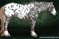 Horse Color:Liver Chestnut Frame Appaloosa 