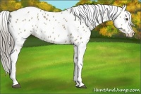 Horse Color:White Spotted Chocolate Palomino Dun Tobiano Appaloosa Rabicano 
