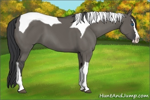 Horse Color:Grullo Splash Tobiano