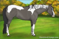 Horse Color:Grullo Splash Tobiano