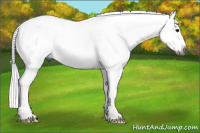 Horse Color:Gray Grullo Splash 