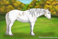 Horse Color:White Spotted Silver Grullo Tobiano 