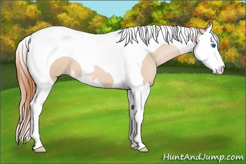 Horse Color:Buckskin Pearl Splash Tobiano 