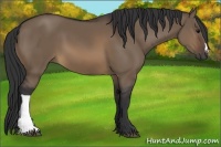 Horse Color:Brown Dun 