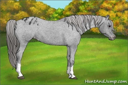 Horse Color:Black Appaloosa 