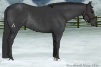 Horse Color:Black Rabicano 