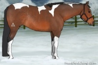 Horse Color:Bay Tobiano Rabicano 