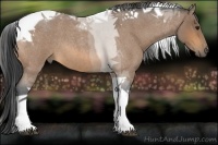 Horse Color:Buckskin Roan Tobiano 