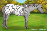 Horse Color:Grullo Appaloosa