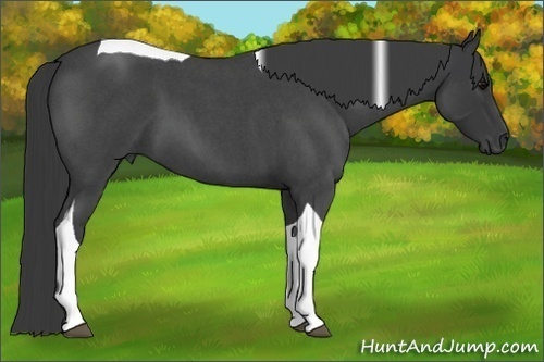 Horse Color:Blue Roan Tobiano 