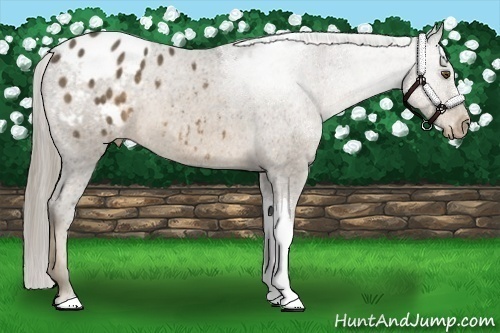 Horse Color:Chocolate Palomino Appaloosa 