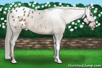 Horse Color:Chocolate Palomino Appaloosa 