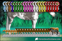 Horse Color:Grullo Sabino Splash 