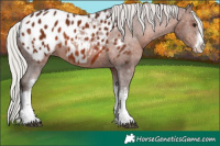 Horse Color:White Spotted Silver Brown Appaloosa 