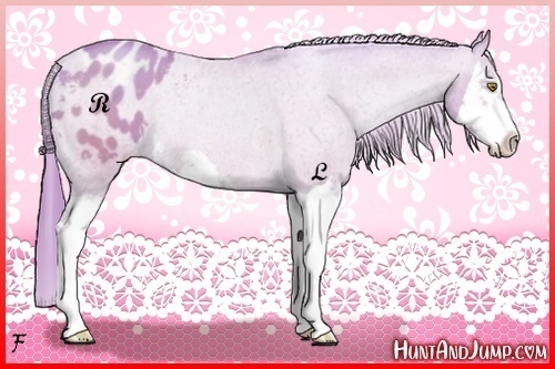 Horse Color:Watercolor Bay Pearl Splash Appaloosa Rabicano