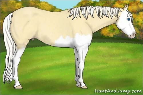 Horse Color:Gold Cream Champagne Roan Dun Splash