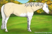 Horse Color:Gold Cream Champagne Roan Dun Splash 