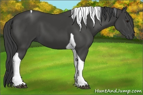 Horse Color:Smoky Black Tobiano 