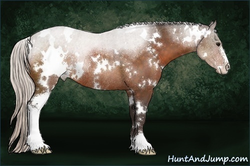 Horse Color:White Spotted Silver Bay Sabino Rabicano 